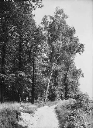 Waldrand am Rande der Harth bei Zwenkau
