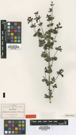 Russelia trachypleura B.L.Rob. [isotype]