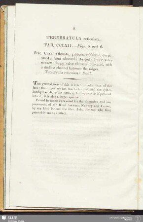 Terebratula reticulata. Tab. CCCXII. - Figs. 5 and 6