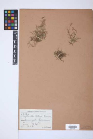 Selaginella sellowii Hieron.