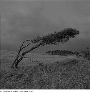 Weststrand des Darß mit Windflüchtern