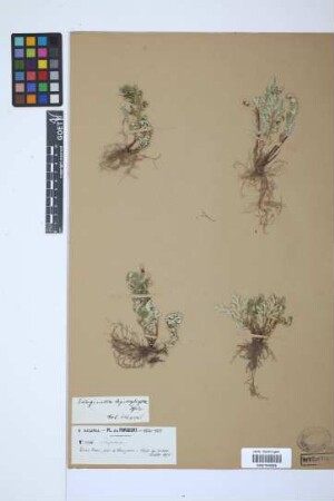 Selaginella lepidophylla (Hook. & Grev.) Spring