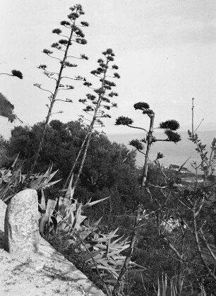 Vegetation : Pflanzen in den Hügel bei Split.