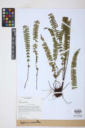 Asplenium monanthes