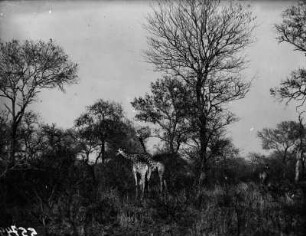 Giraffen : Giraffen in der Savanne im Nationalpark.