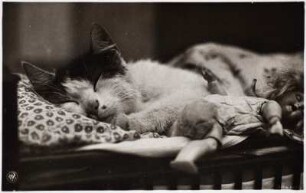 Schlafende Katze und Puppe : Schlafende Katze und Puppe. Bromsilberpapier, braun getont