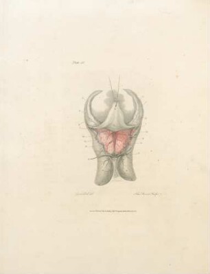 Plate IV