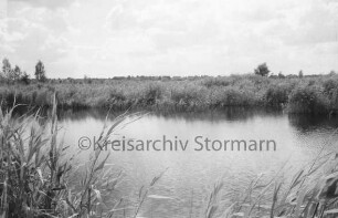 Brenner Moor: Moorteich: vorn Schilf: dahinter Binsen und Büsche