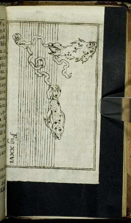 Fig. XXVI.