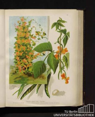Phaseolus vulgaris Linné. Vitsbohne.
