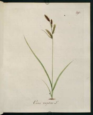 Carex caespitosa L.