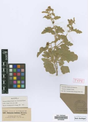 Solanum dubium Fresen. var. Dunal cisterninum[isotype]