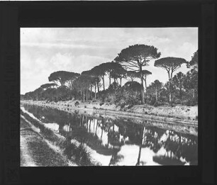 Ravenna (Pinienwald)