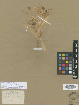 Isatis platycarpa Bunge [original material]