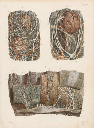 Mesenterium und Dünndarm (mikroskopische Studie)
