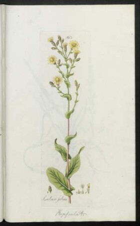 563. Lactuca sativa