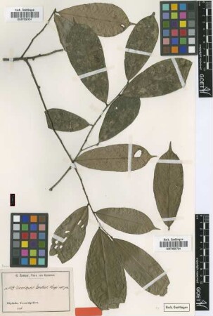 Uvariopsis zenkeri Engl. [type]