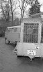 Schenkung von Braunbären aus dem Karlsruher Zoo an den Zoo von Nancy.