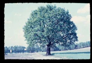 Kladow, Eiche am Feld 1.5.1953