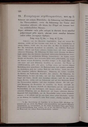 73. Eccoptopus erythrogastrus, nov. sp. [bis] 91. Eutolmus hispanus, nov. sp.