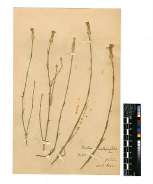Caryophyllaceae Dianthus multipunctatus Seringe, Nicolas Charles (1776 - 1858) [Wadi Fara (Trockental)]