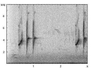 Buchfink | Fringilla coelebs - Ruf, Gesang