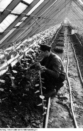 Dresden, Kaditz. Gärtnerische Produktionsgenossenschaft (GPG) Gartenbau Kaditz, Arbeit in den Gewächshäusern, 1959