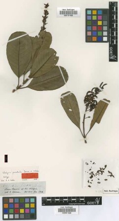 Vochysia punctata Spruce ex Warm. [isotype]