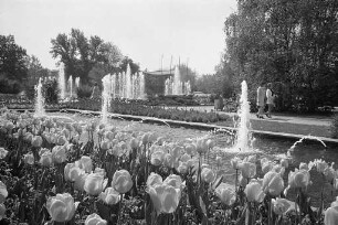 Tulpenblüte am Festplatz