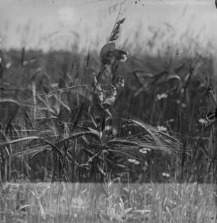 Blühende Erbse : Blühende Erbse (Pisum sativum Linnaeus).
