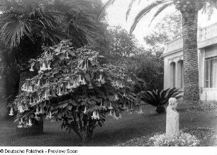 Engelstrompete (Datura suaveolens) in einem Hotel- oder Villengarten (Garten des Grand Hotel des Anglais ?). Ansicht mit männlicher Büste
