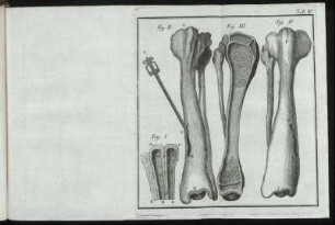 (Kupferst.) Tab. IV : Fig. I – Fig. IV