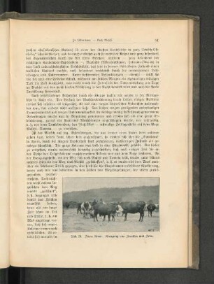Abb. 26. Farm Kwai. Kreuzung von Franken und Zebu.