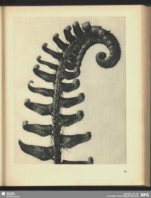 Polystchum munitum