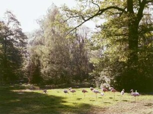 Flamingogruppe im Zoologischen Garten Dresden : Dresden. Flamingogruppe im Zoologischen Garten (1859-1861; Peter Joseph Lenné)