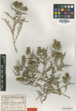 Cousinia stapfiana Freyn & Sint. [type]