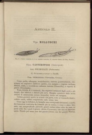 Articolo II. Tipo Molluschi