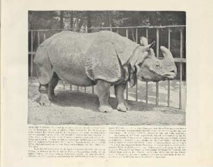 Indisches Nashorn