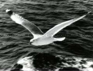 Nahaufnahme, über Wasser fliegenden Möwe