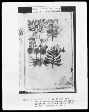 Medizinische Sammelhandschrift — Pflanzenbilder, Folio 307