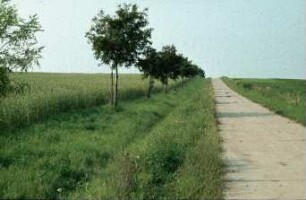 Fotografie: Landbewirtschaftung, Siedlungswesen, Flurbereinigung, Wege