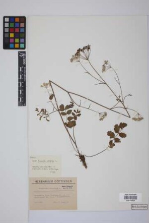 Pimpinella saxifraga L.