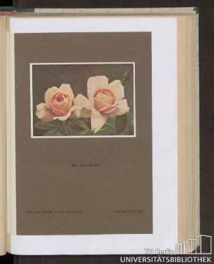 Mme. Albert Barbier