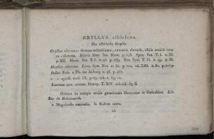 Gryllus sibiricus. Die sibirische Grylle.