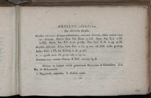 Gryllus sibiricus. Die sibirische Grylle.