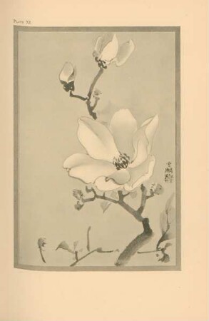 Plate XI