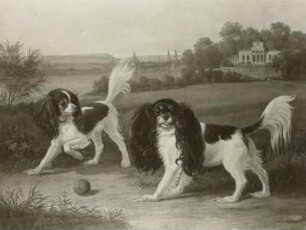 Zwei King-Charles-Hunde vor Dresden