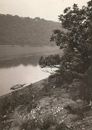 Elbtal bei Meißen. Elbtalhang mit Graslilie (Anthericum). Blick über die Elbe zum Bosel-Hang