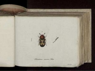 Tetratoma ancora Fabr.