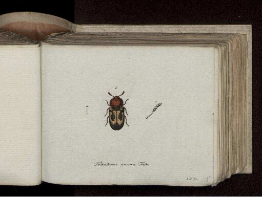 Tetratoma ancora Fabr.